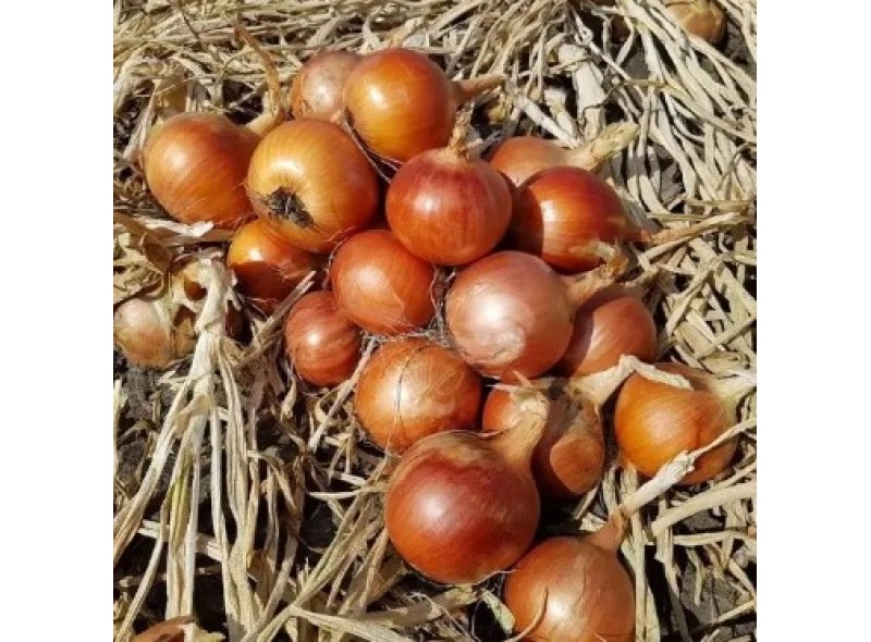 Шанкар F1 (Калипсо F1) семена лука 250000 семян, Libra Seeds, Италия Шанкар F1 (Калипсо F1) семена лука 250000 семян, Libra Seeds, Италия